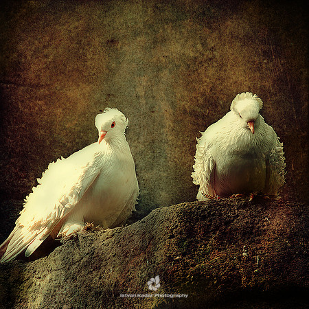 White Pigeons
