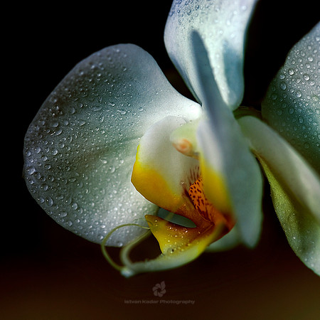 Petal's Pearls