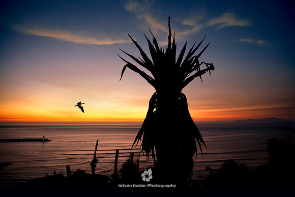 Century Plant by Nightfall