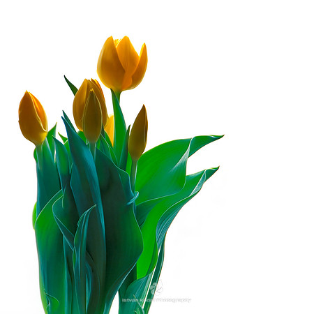 Yellow Tulips