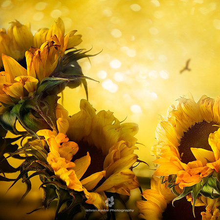 The Constant Flower