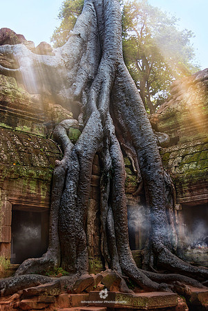Incensed Roots
