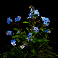 Forget Me Not (Myosotis Arvensis)