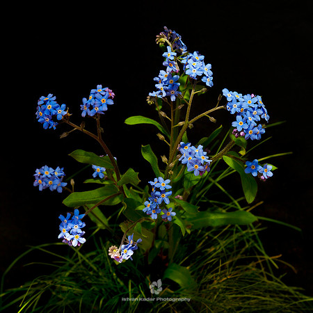 Forget Me Not (Myosotis Arvensis)
