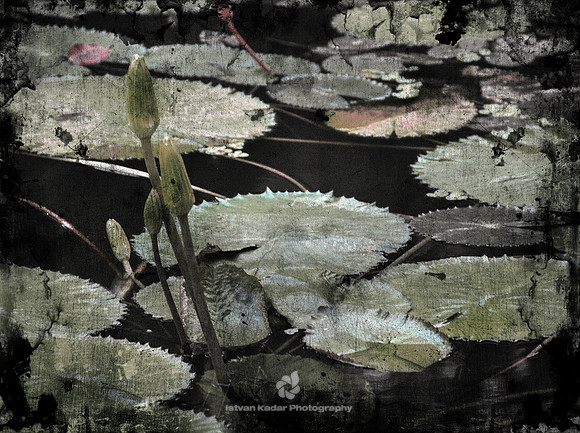 In the garden at dawn II