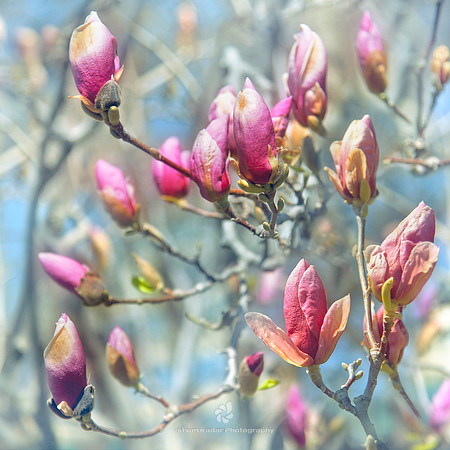 Magnolias