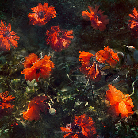 Flushed Poppies