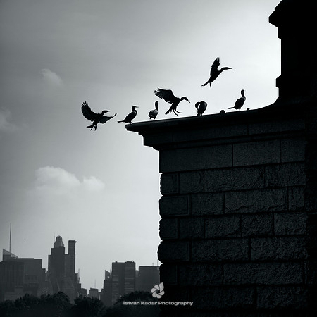 Silhouettes of the Cormorants