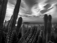 Succulent Paradise