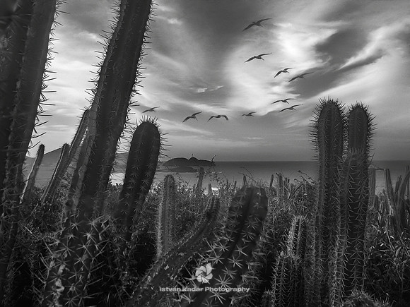 Succulent Paradise