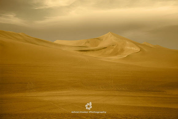 The Desert Tastes Yellow