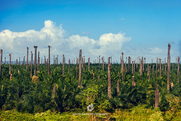 "African Palm Tree", Caribbean, "Dominican Republic", "Elaeis guineensis", "Induspalma Dominicana", "Oil Palm", "República Dominicana", deforestation, "palm tree", plantation, macaw-fat