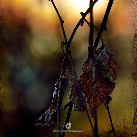 Autumn's Fire