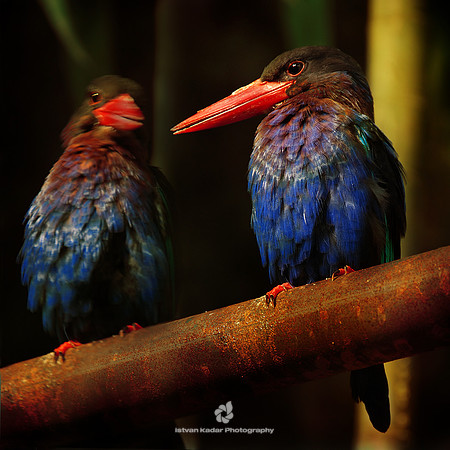 Javan Kingfishers