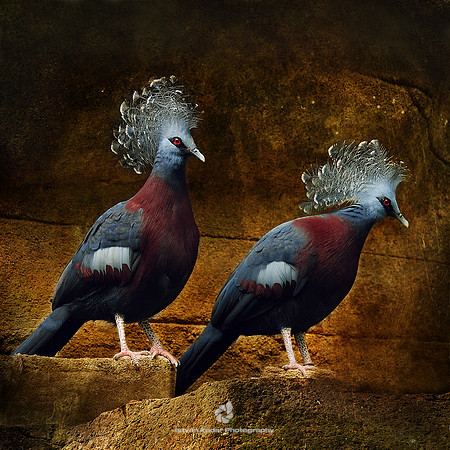 Western Crowned Pigeon