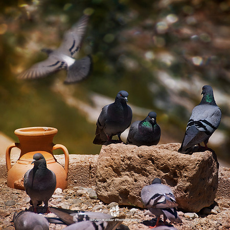 Valley of the Pigeon Lofts