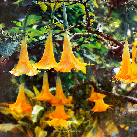 Angel's Trumpets
