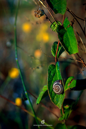 Grove Snail