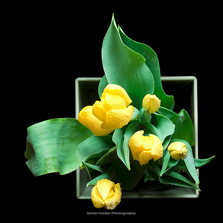 Box of Tulips