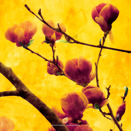 Magnolias