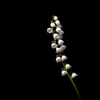 Lily of the Valley (Convallaria Majalis)