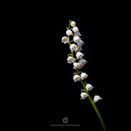Lily of the Valley (Convallaria Majalis)