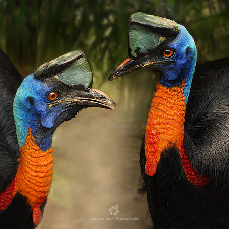 Cassowary Queens