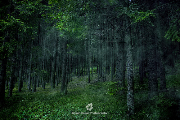 Little Tree Under the Pine-groves