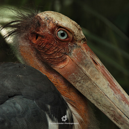 Lesser Adjutant Stork