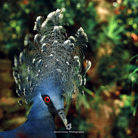 Portrait of a Western Crowned Pigeon