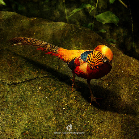Golden Pheasant