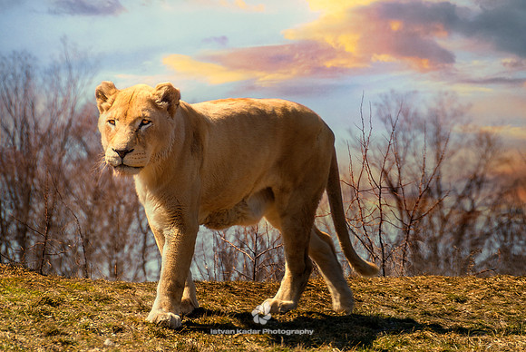 African Lioness