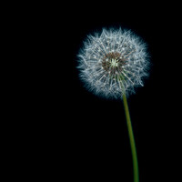 Dandelion Puffball (Taraxacum Officinale)