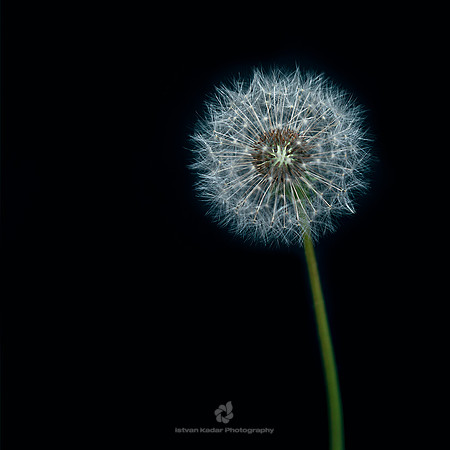 Dandelion Puffball (Taraxacum Officinale)