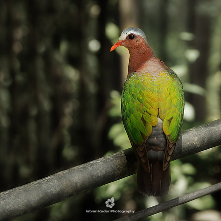 Emerald Dove (Chalcophaps indica)