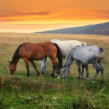 The Bay, the White and the Dapple Gray