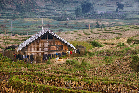 Agriculture, "Colour Image", "Cultivated Land", Day, "Elevated View", "Extreme Terrain", Field, "Hoang Lien Nature Reserve", "Hoang Lien Son", Horizontal, Landscape, "Lao Cai Province", Nature, Outdoo
