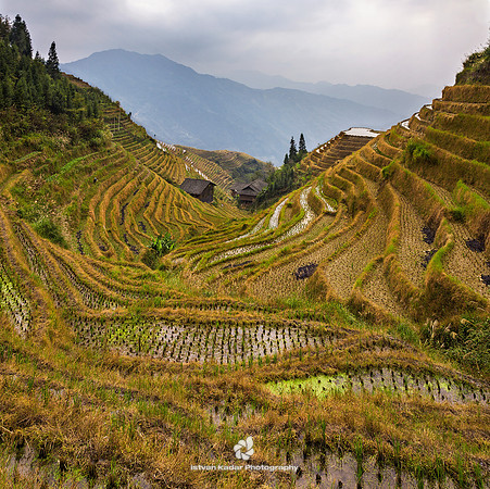 Harvested Longji Rice Terraces