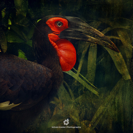 Southern Ground-hornbill