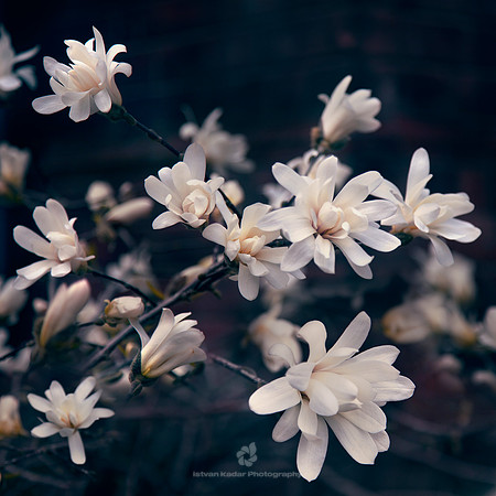 Star Magnolias