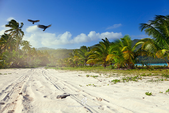 Bay, Beach, Bird, Caribbean, "Caribbean Sea", Coastline, "Coconut Palm Tree", Couple, Day, "Dominican Republic", Fly, Idyllic, Island, Lagoon, Landscape, Nature, Outdoors, "Palm Tree", Peninsula, "Pla