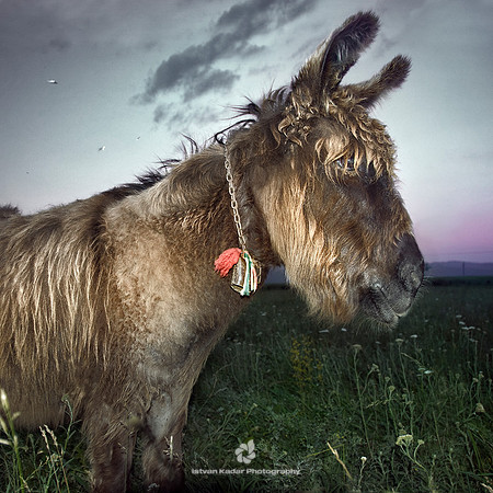 Szekler Donkey