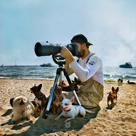 Chihuahua's Island I