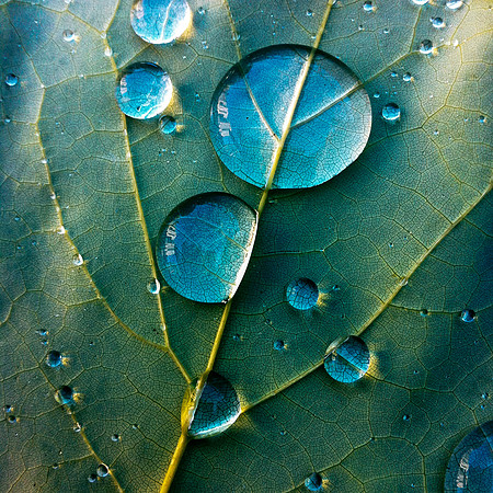 Grand Lines of Nature