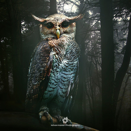 Spot-bellied Eagle-owl (Bubo Nipalensis)