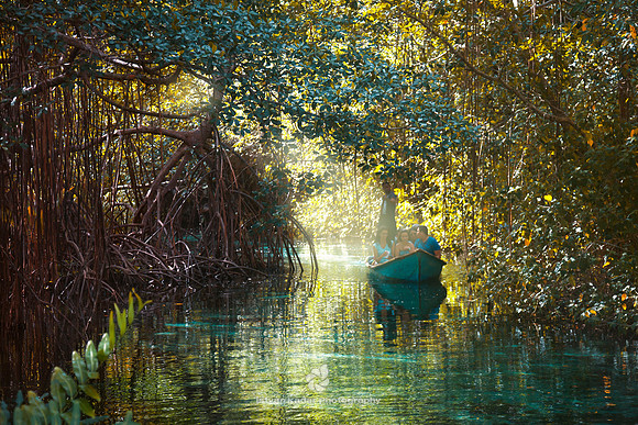 Boat, Boating, Caribbean, "Dominican Republic", Idyllic, Island, Lagoon, Landscape, Light, Mangrove, Nature, Outdoors, Peninsula, "Playa Rincon", "Plody mangrovnika", "Rhizophora mangle", Río Frío, Su