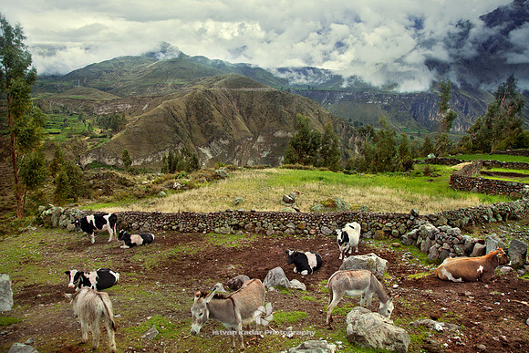 Little Farm in the Andes