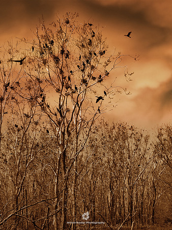 Cormorants - 2007