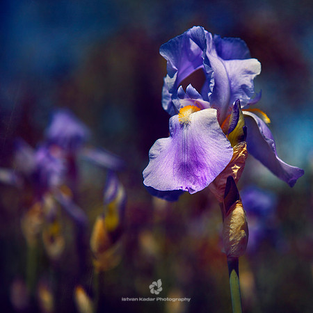 Iris