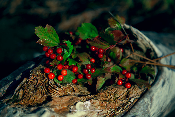 Highbush Cranberry
